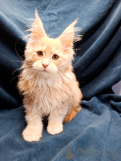 Дополнительные фото: Шикарные котята мальчики