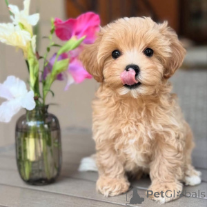 Фото №1. мальтийская болонка - купить в Корри за договорная. Объявление №159933