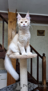 Фото №2 к объявлению №137758 о продаже мейн-кун - купить в Австралии заводчик