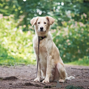 Фото №2 к объявлению №151941 о продаже беспородную - купить в России частное объявление