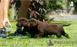 Фото №3. Labrador Retriever Puppies..  Сербия