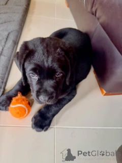 Фото №3. Wunderschöne Labrador-Retriever-Welpen suchen einliebevolles neues Zuhause.  Германия