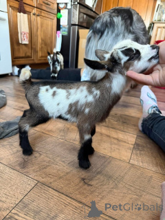 Фото №2 к объявлению №161734 о продаже  - купить в США 