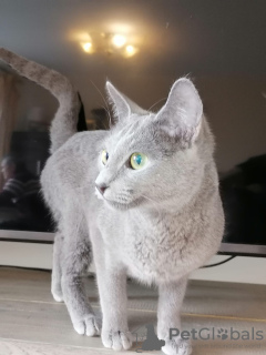 Дополнительные фото: русская голубая кошка