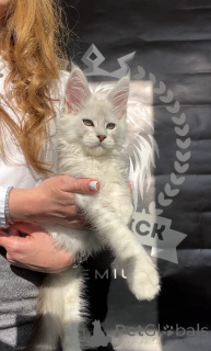 Фото №3. Alfa. США