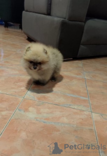 Фото №4. Продажа померанского шпица в Белграде  - цена договорная