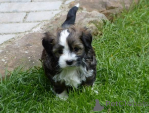 Фото №2 к объявлению №161189 о продаже русскую цветную болонку - купить в Германии 