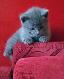 Фото №3. Продам котят русской голубой кошки. Россия