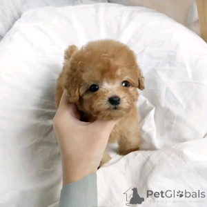 Фото №2 к объявлению №138907 о продаже пуделя (той) - купить в Германии частное объявление, заводчик