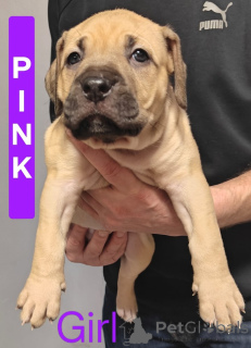 Фото №1. беспородная - купить в Lobetal за 71894₽. Объявление №161555