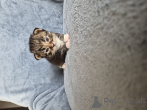 Фото №4. Продам сиамскую в Ostrów Wielkopolski заводчик - цена 83490₽