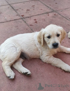 Фото №3. Wunderschöne Golden-Retriever-Welpen suchen ein liebevolles Zuhause..  Германия