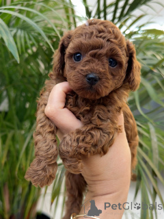 Фото №1. пудель (той) - купить в Аугсбург за договорная. Объявление №156540