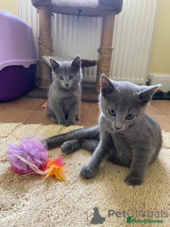 Фото №1.  - купить в Берлине за 24641₽. Объявление №153519