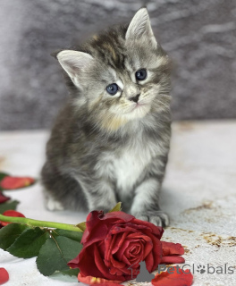 Фото №1. мейн-кун - купить в Баден-Бадене за 73286₽. Объявление №163327