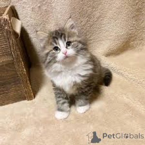 Фото №3. Noorse Boskattenkittens te koop. Бельгия