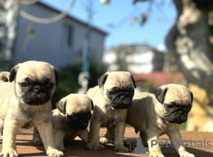 Фото №1. мопс - купить в Аскаффенбург за Бесплатно. Объявление №162363