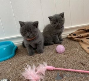 Фото №1. британская короткошёрстная - купить в Антверпен за Бесплатно. Объявление №154172