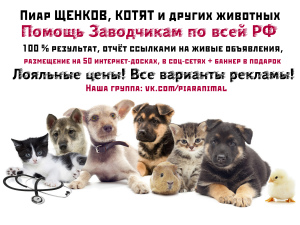 Фото №1 Услуги по доставке и перевозке котов и собак Санкт-Петербурге. Объявление №2008
