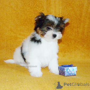 Фото №3. Щенки бивер терьера в Тбилиси и Батуми. Родословная FCI..  Грузия