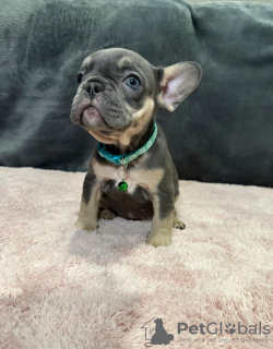 Фото №2 к объявлению №131483 о продаже французского бульдога - купить в Бельгии частное объявление, заводчик