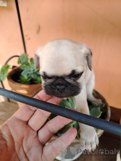 Фото №1. мопс - купить в Баден-Бадене за договорная. Объявление №166146