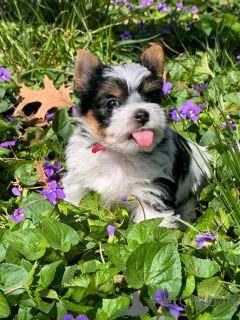 Фото №2 к объявлению №138945 о продаже бивер-йоркширского терьера - купить в США заводчик