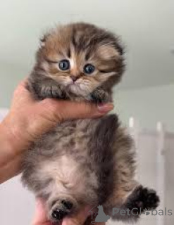 Фото №3. Котята Schattige Munchkin Zoeken een nieuw thuis.. Бельгия