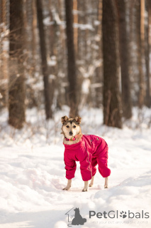 Фото №1. беспородная - купить в Москве реке за Бесплатно. Объявление №163747