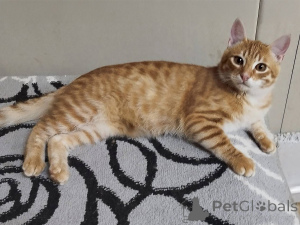 Фото №4. Продам  в Минске частное объявление - цена Бесплатно