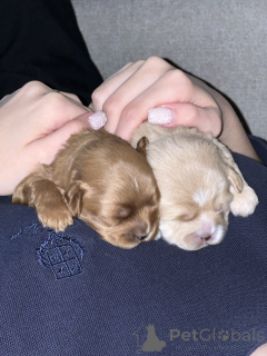 Фото №4. Продажа мальтипу в Ташкенте частное объявление - цена договорная