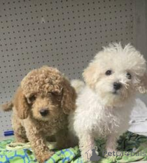 Фото №1. пудель (той) - купить в Апостолово за 37107₽. Объявление №164736