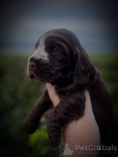 Фото №3. Встречайте Bentley элегантность в движении и любовь в духе. Наш маленький.  Франция