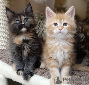 Фото №1. сибирская - купить в Колоне за Бесплатно. Объявление №160190