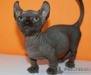 Фото №3. Котенок двэльф. Австрия