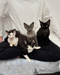 Фото №1. девон рекс - купить в Стокгольм за договорная. Объявление №161180