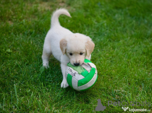 Фото №2 к объявлению №150212 о продаже золотистого ретривера - купить в Германии частное объявление