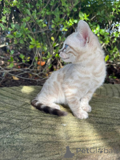 Фото №3. Красивые бенгальские котяти. Германия