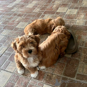 Фото №2 к объявлению №138636 о продаже гаванского бишона - купить в США заводчик