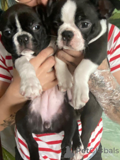 Фото №2 к объявлению №143485 о продаже бостон-терьера - купить в Польше заводчик