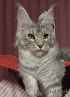 Фото №1. мейн-кун - купить в Белэр за договорная. Объявление №162654