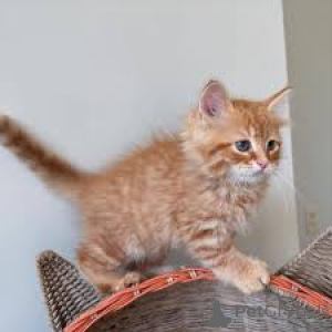 Фото №1. мейн-кун - купить в Брюсселе за 64937₽. Объявление №164240