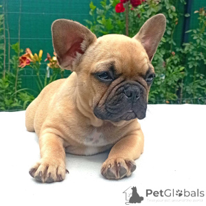 Фото №3. Французский бульдог Welpen zu vermitteln..  Германия