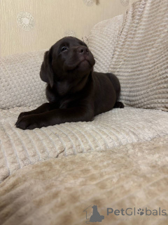 Фото №2 к объявлению №137942 о продаже лабрадор-ретривера - купить в России частное объявление