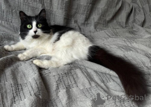 Фото №4. Продам  в Минске  - цена Бесплатно