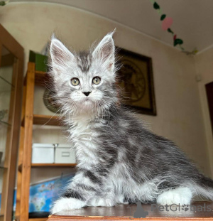 Фото №3. Kocięta rasy Maine Coon dostępne na sprzedaż. Польша