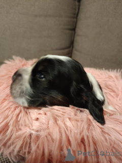 Фото №2 к объявлению №135459 о продаже английского кокер-спаниеля - купить в Польше частное объявление, заводчик