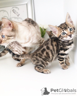 Фото №3. Прекрасные привитые бенгальские котята на усыновление прямо сейчас. Германия