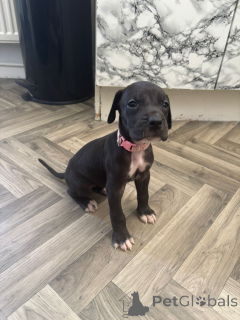 Фото №3. Vokiečių dogo šuniukai... rašykite man.  Литва