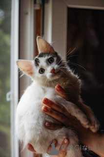 Фото №1.  - купить в Москве реке за Бесплатно. Объявление №148224